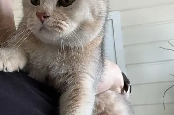 Найдена кошка, Ленинградская область, фото: Кошка найдена у магазина в СНТ Березка