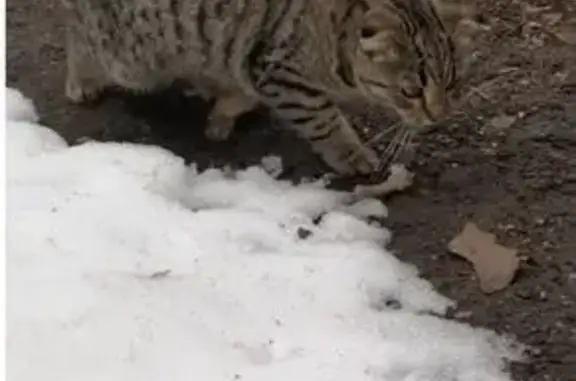 Серая кошка найдена: Жигулёвская 14, Мск