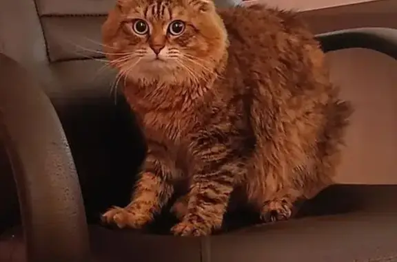 Объявления о пропавших и найденных животных, Ишим, фото: Пропала кошка, ул. Осипенко, 43, Ишим