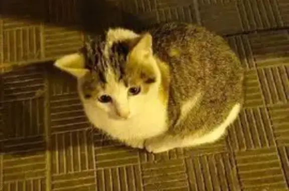 Найдена кошка, Красногорск, фото: Триколор кот найден: Ильинское шоссе, 1А