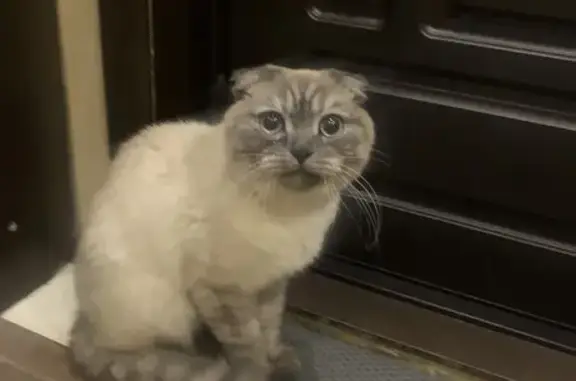 Найдена кошка, Ульяновск, фото: Найдена кошка, пр. Тюленева 36, Ульяновск