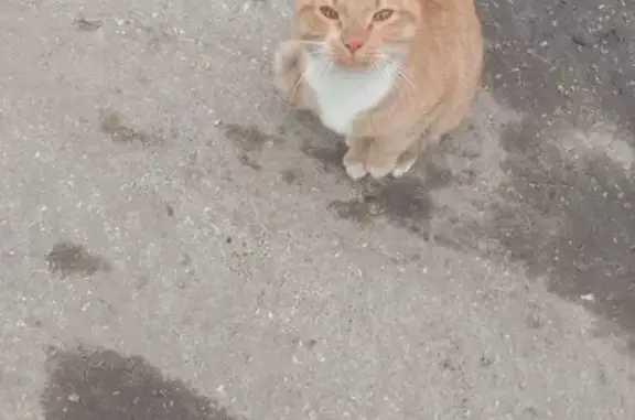 Кошка найдена: Весенняя ул, 28, Рязань