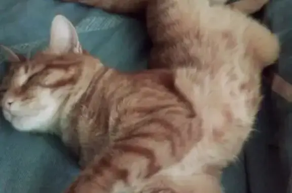 Кошки потеряшки, Братск, фото: Потеряшка кошка, Тургенева 14, Братск