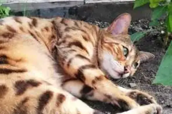 Кошки потеряшки, Новосибирская область, фото: Потеряшка кошка, СНТ Голубые озера, Новосиб.