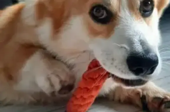 Собаки потеряшки, Казань, фото: Потеряшка собака, ул. Белинского 40, Казань