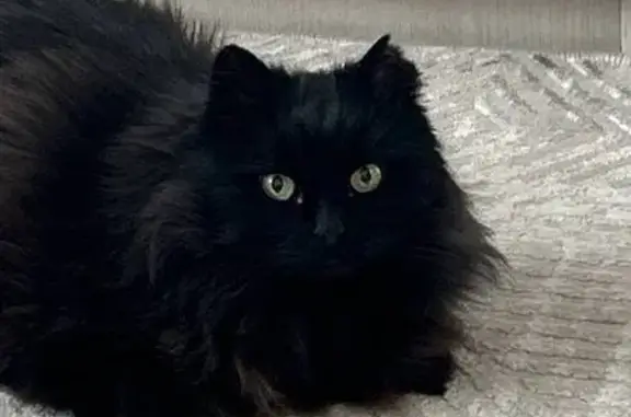 Пропала кошка, ул. Котовского 34, Кстово