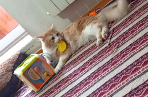 Пропала кошка, ул. Луначарского 25, Шадринск