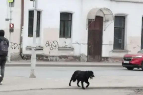 Собака найдена на пл. Батенькова, Томск