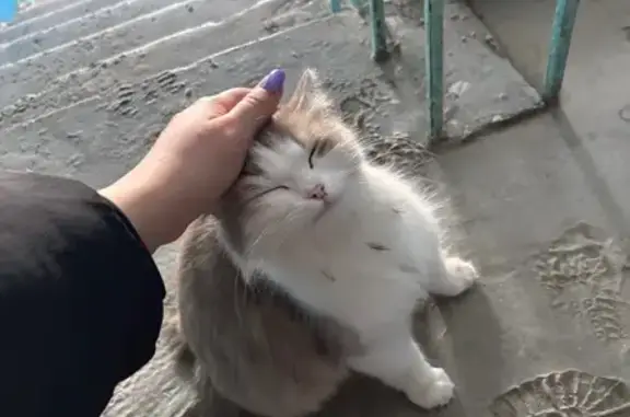 Найдена кошка, Ямская 50, Тюмень