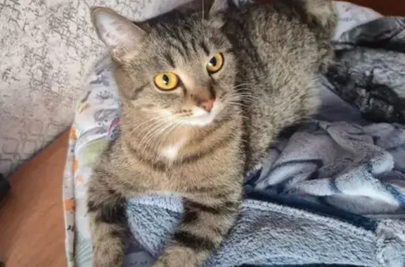 Кошки потеряшки, Новокузнецк, фото: Потеряшка кошка, Олимпийская 6, Новокузнецк