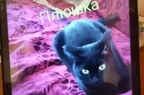 Пропала кошка в ХМАО-Югра, откликается Плюшка