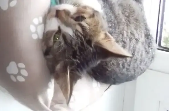 Кошки потеряшки, Старица, фото: Потеряшка кошка, ул. Карла Маркса, 79