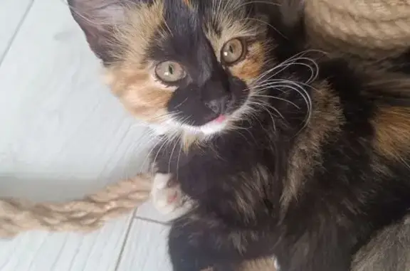 Пропала кошка, Ивановка, Центральная ул.