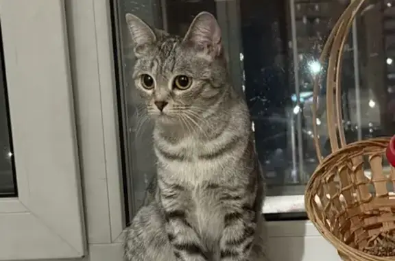 Кошка найдена в Краснообске, Лыжня