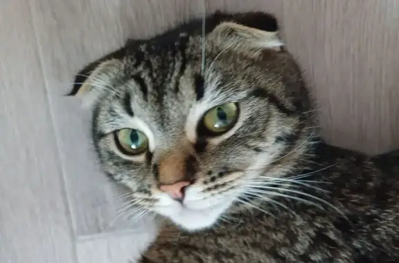 Найдена кошка, Невская 5, Самара