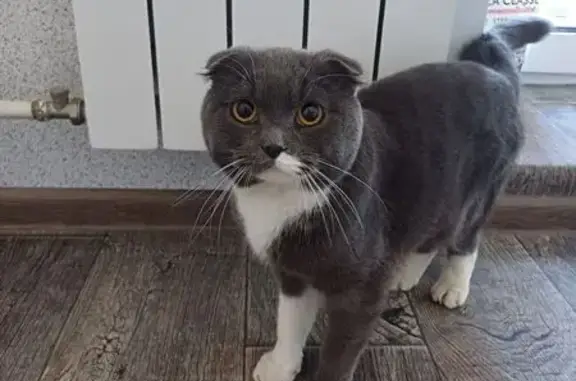 Найдена шотландская кошка, 1, Красный Бор