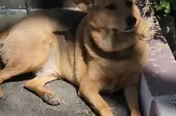 Найдена собака, Краснодар, фото: Собака найдена: Новороссийская, 184, Краснодар