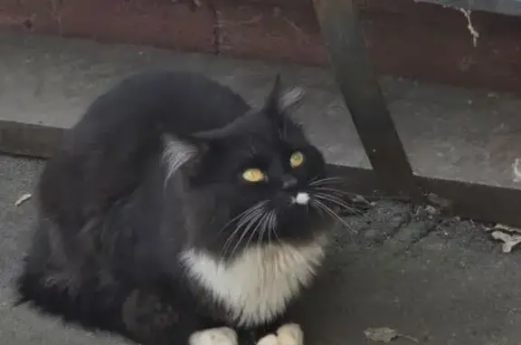 Найдена кошка, Внуково, фото: Кошка найдена: Внуковская ул., 24
