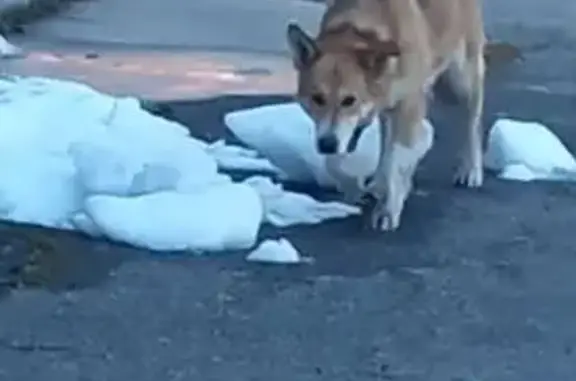 Найдена собака, Иваново, фото: Собака у химзавода: 1-й Приречный, 1, Иваново
