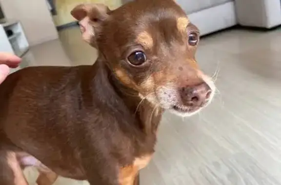 Найдена собака, Екатеринбург, фото: Собака найдена у Магнита, Новгородцевой 31А