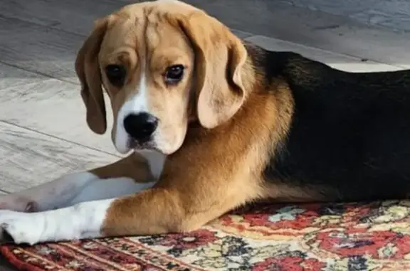 Собаки потеряшки, Московская область, фото: Потеряшка собака в СНТ Талаево, МО