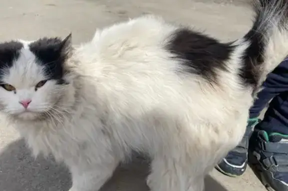 Найдена кошка, Институтская 11, Ярославль