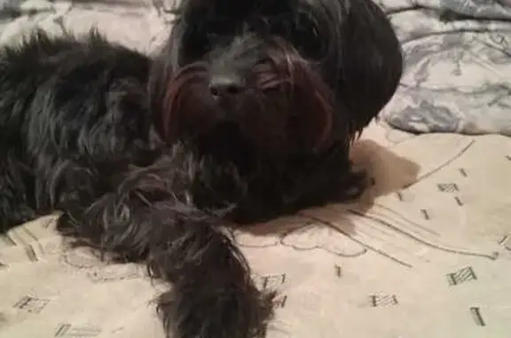 Найдена собака, , фото: Найдена собака: Старобачаты, Щебзавод 110