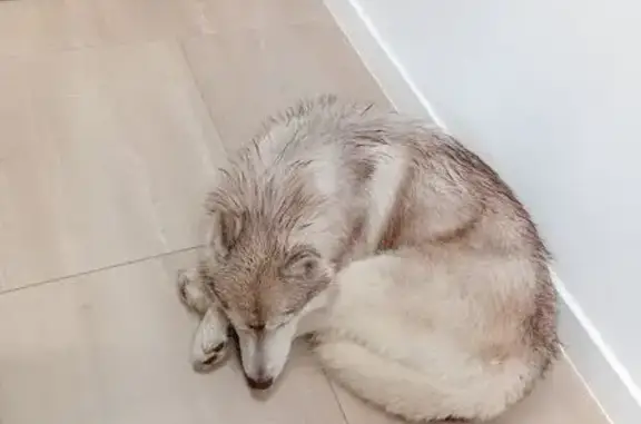 Хаски найдена на Лесопарковой, Челябинск