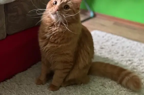 Кошки потеряшки, Мегион, фото: Потеряшка кошка, ул. Нефтяников 5, Мегион