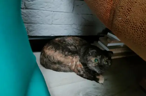 Найдена кошка, улица Энергетиков, 65а