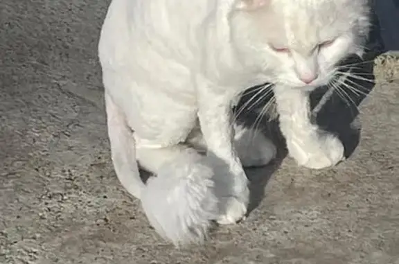 Пропал кот, Страусиное ранчо, 6-я аллея