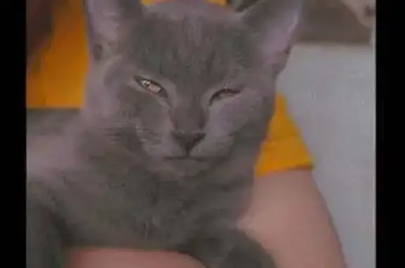 Кошки потеряшки, Республика Алтай, фото: Потеряшка кошка, Горно-Алтайск, Алтай