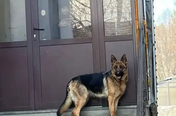 Собаки потеряшки, Тулун, фото: Потеряшка овчарка, ул. Ушакова, 2, Тулун