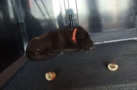 Найденные животные Самара, фото: Шарпей найден на Буянова, 1, Самара