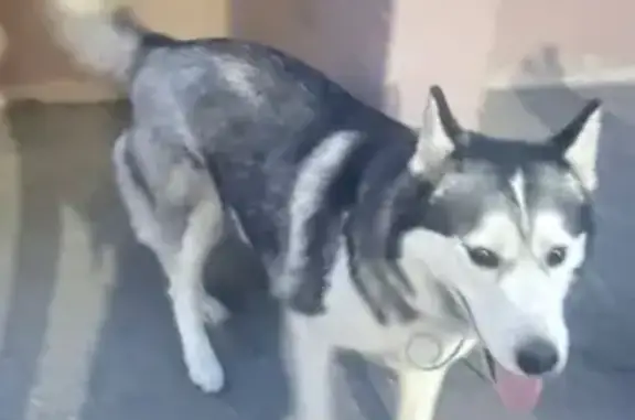 Хаски найдена на 2-я Дачная, 12 к1, Омск