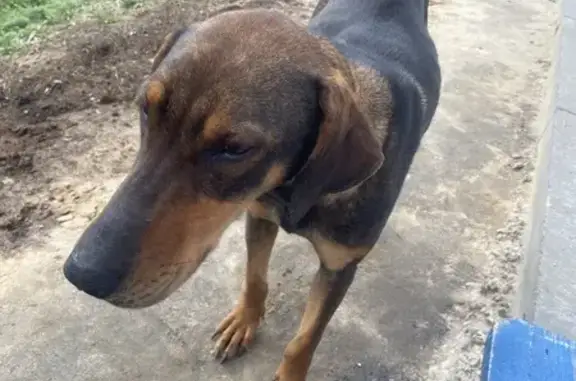 Найдена собака, , фото: Собака найдена на заправке Лукойл, Среднеикорецкое