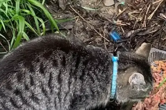 Объявления о пропавших и найденных животных, Нальчик, фото: Кошка найдена, Матросова 2А, Нальчик