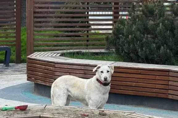 Найдена собака, Краснодар, фото: Собака найдена у ЖК Элегант, Старокубанская 137/1