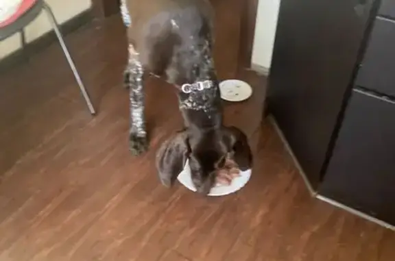 Собака найдена: Мичуринская 141А, Тамбов