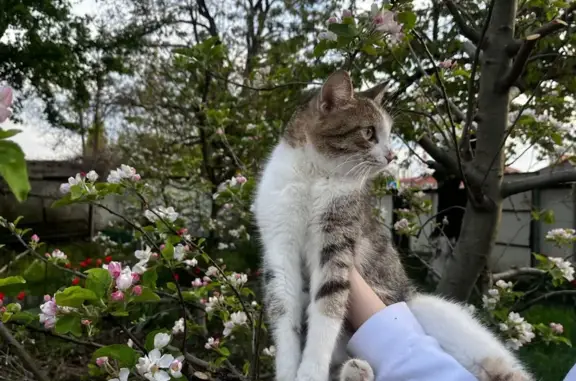 Кошка найдена, Староминская 20, Краснодар