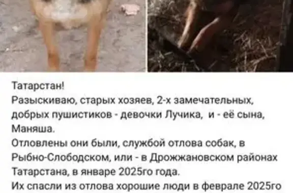 Собака найдена: Казань, Татарстан