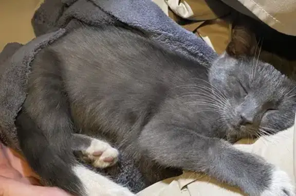 Котёнок найден: ул. Генерала Хлебникова, 50