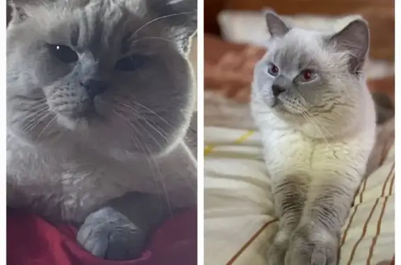 Кошки потеряшки, Мирный, фото: Потеряшка кошка, Осенняя ул., Мирный