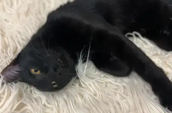 Найдена кошка, Южно-Сахалинск, фото: Кот найден: Пограничная 58, Южно-Сахалинск