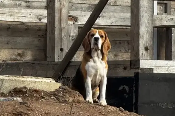 Бигль найден: Скребловское с/п, 41К-676