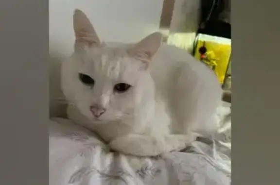 Потерянные животные Рязань, фото: Пропала белая кошка, Пожалостина 12, Рязань