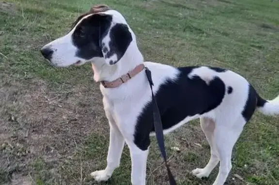 Найдена собака, Пробуждение, фото: Щенок найден, Пробуждение, Школьная 1