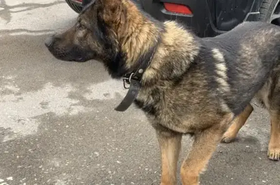 Собака найдена: Челюскинцев, 93, Омск