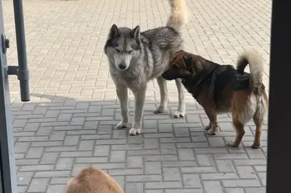Найдена собака, Березовый, фото: Найдена собака, ул. Мечникова 1, Берёзовый