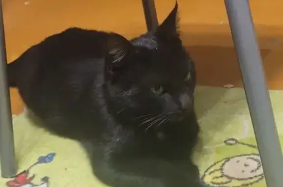 Кошка найдена: Волгоградская 1/1, Оренбург